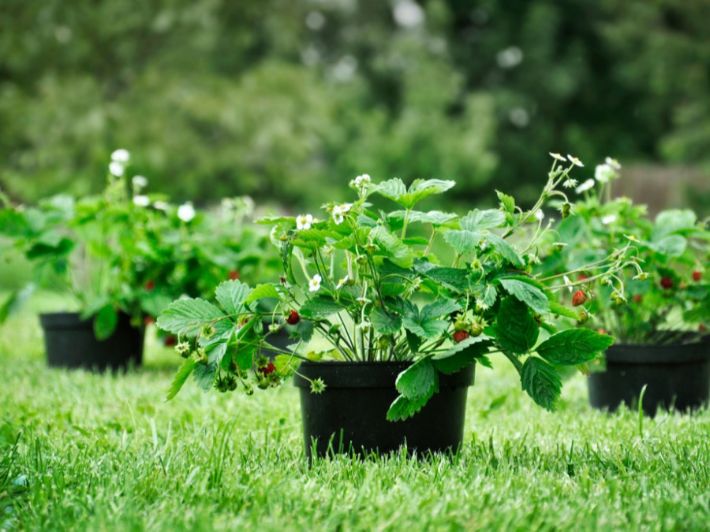 شتلة فراولة