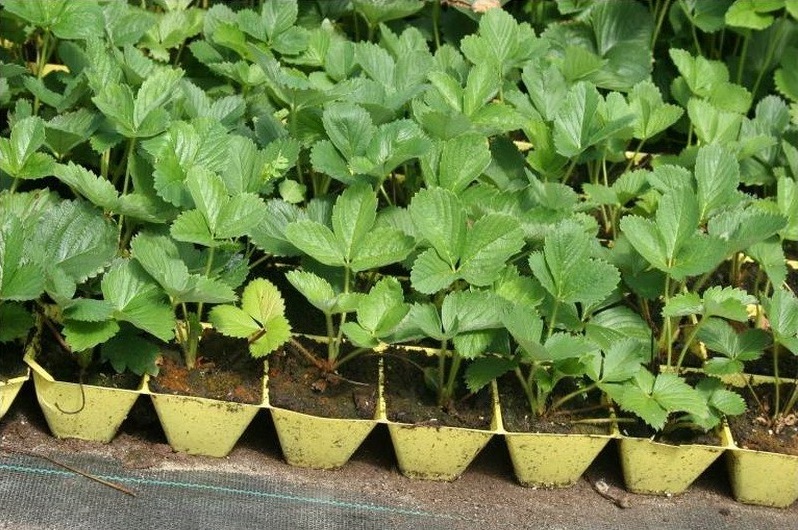 شتلة فراولة