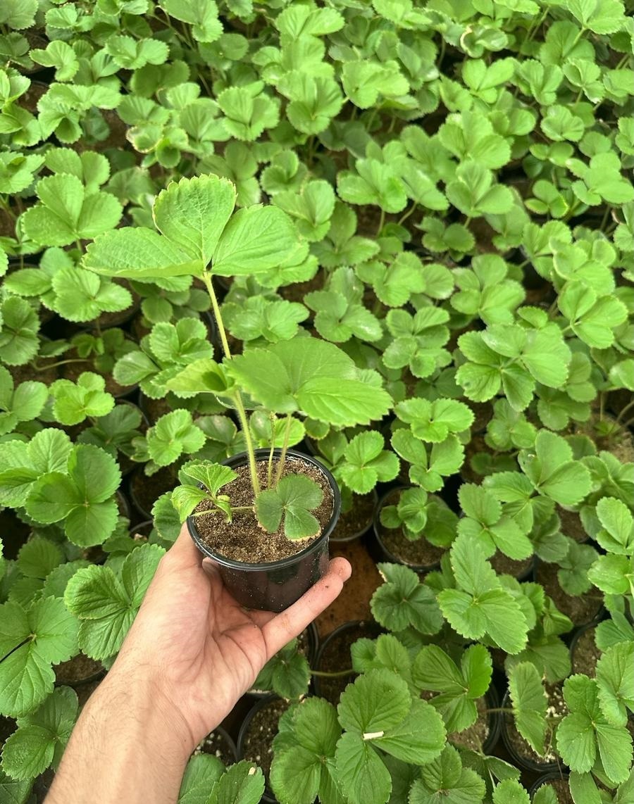 شتلة فراولة